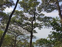 -梧桐山风景名胜区