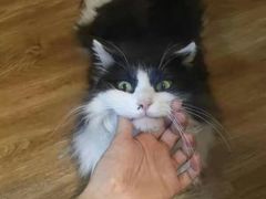 -瑞派·关忠动物医院·猫专科·犬专科(三环新城店)