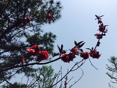 -游子山休闲旅游区