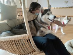 -Husky Go! 哈士奇体验馆·宠物咖啡厅狗咖