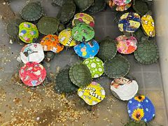 -溪岸路花鸟市场