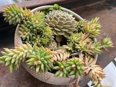 -怡得观滇餐厅·地道昆明菜·1996(海埂大坝店)