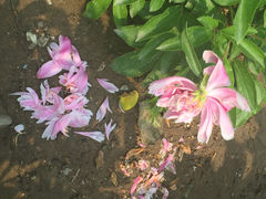 iphone_upload_pic-景山公园