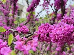 -上海虹桥迎宾馆