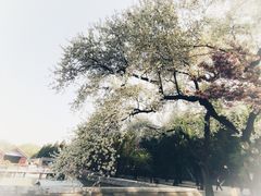 -颐和园