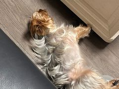 -瑞鹏宠物医院·微创内窥镜·骨外科·牙科(翠竹分院)