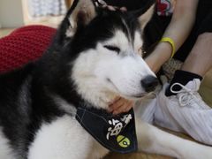 -Husky Go! 哈士奇体验馆·宠物咖啡厅狗咖