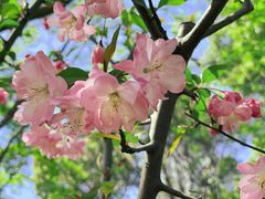 -新虹桥中心花园