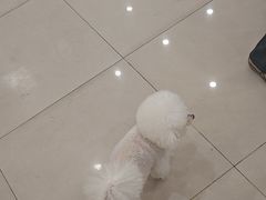 -艾贝尔宠物医院 ·中兽医·宠保定点(北门桥店)