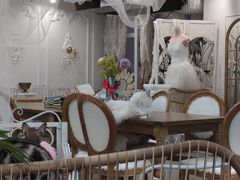 店内布置-共舞时光猫咖·狗咖(新街口店)