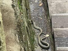 -王顺山国家森林公园