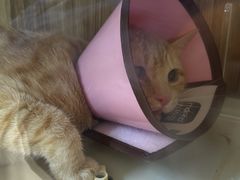 -御宝贝·A梦猫科宠物医院(国际猫友好医院)