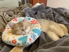 -荔康动物医院(康王北路店)