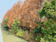 -上海长兴岛郊野公园
