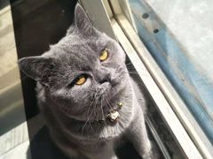 -瑞鹏宠物医院·爱宠堂·骨外专科(西荷分院)