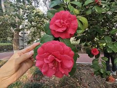 -金鸡湖桃花岛