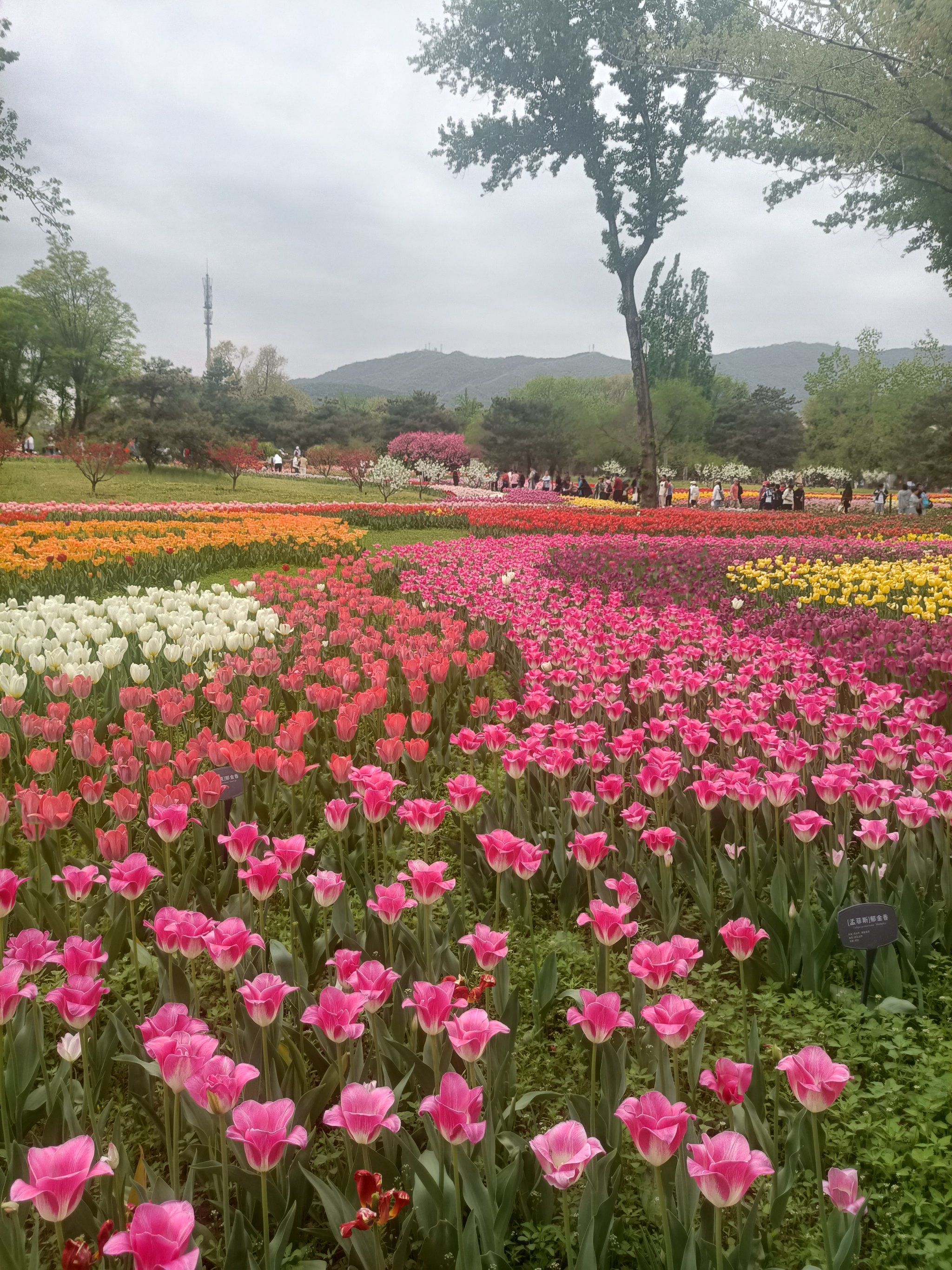 国家植物园郁金香,绚丽又浪漫