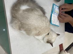 -乐琪宠物医院·犬猫专科·骨外科·急重症