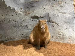 -Zoolung Zoolung动物主题公园(海信广场店)