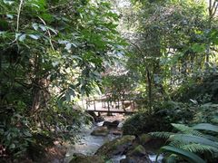 -莫里热带雨林景区