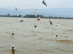 -西昌邛海湿地