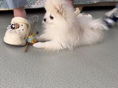 -美美宠物诊疗中心·异宠·骨科(滨江东信分院)
