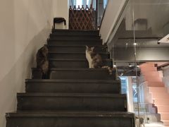 -猫儿山۰猫主题餐厅
