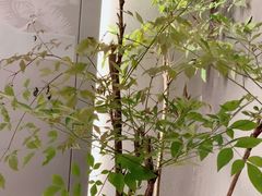 -宫燕府·京菜·烤鸭·淮扬菜(王府中心店)