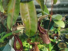 -国家植物园南园