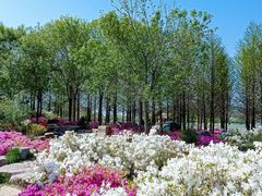 -羊亭河湿地公园