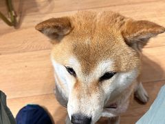 -是阿柴呀！柴犬咖啡·爱喵喵猫咖