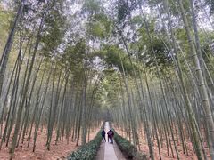 -大奇山国家森林公园