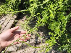 -呀路古热带植物园