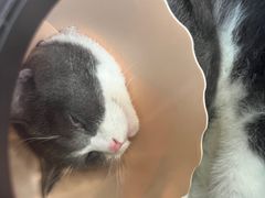 -伟伟宠物医院·瑞派猫友好医院·猫科(光谷店)