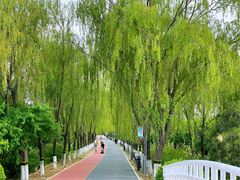 -大兴滨河森林公园