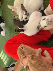 -萌宠亲子动物乐园(槐房万达店)