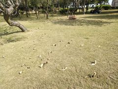 -大湾区中央湿地公园