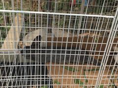 -马陆小张葡萄园农家乐