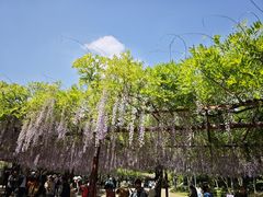 -嘉定紫藤园