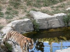 -大连森林动物园