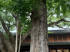 -普陀山风景名胜区-法雨禅寺
