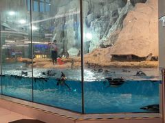 -帝企鹅自助餐厅•儿童岛•真企鹅(长隆企鹅酒店)