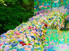 -上海共青森林公园