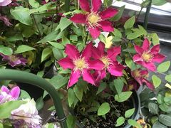 -双季花艺园艺市场(浦东店)