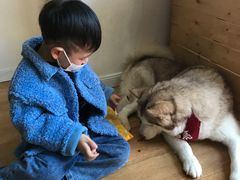 -Husky Go! 哈士奇体验馆·宠物咖啡厅狗咖