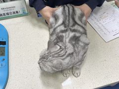 -顺强宠物诊所·狂犬免疫·夜诊·骨科(嘉定店)