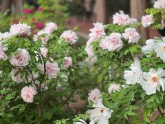 -洛阳市隋唐城遗址植物园