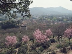 -香雪海