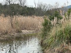 -西湖风景区-江洋畈生态公园