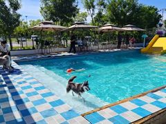 -爪吧宠物乐园 (温榆河示范区店)